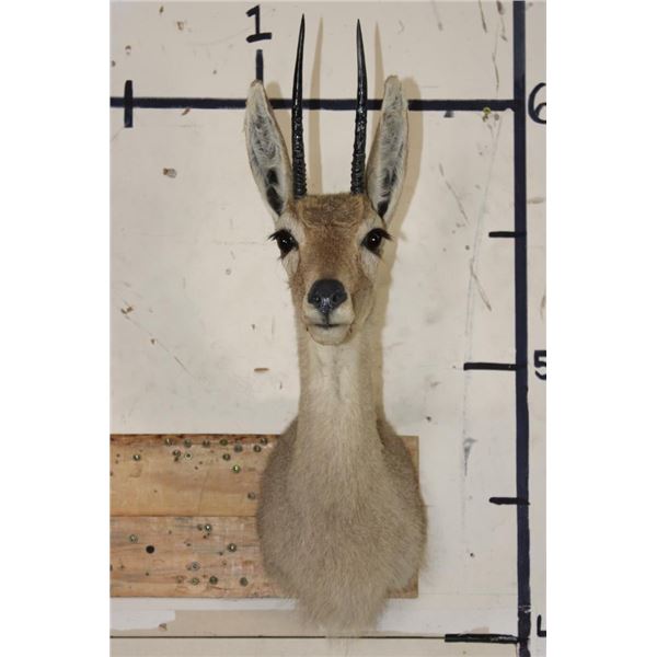 VAAL RHEBOK Shoulder Mount