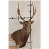 Image 1 : SIKA DEER Wall Pedestal