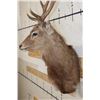 Image 4 : SIKA DEER Wall Pedestal