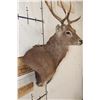Image 6 : SIKA DEER Wall Pedestal