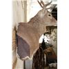 Image 7 : SIKA DEER Wall Pedestal
