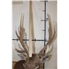 Image 8 : SIKA DEER Wall Pedestal