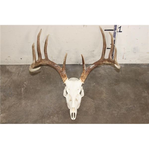 10-Point WHITETAIL DEER Skull with All its Teeth