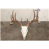 Image 1 : 10-Point WHITETAIL DEER Skull with All its Teeth