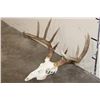 Image 2 : 10-Point WHITETAIL DEER Skull with All its Teeth