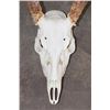 Image 4 : 10-Point WHITETAIL DEER Skull with All its Teeth