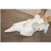 Image 5 : 10-Point WHITETAIL DEER Skull with All its Teeth