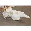 Image 6 : 10-Point WHITETAIL DEER Skull with All its Teeth