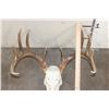 Image 8 : 10-Point WHITETAIL DEER Skull with All its Teeth