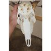 Image 9 : 10-Point WHITETAIL DEER Skull with All its Teeth