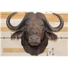 Image 1 : CAPE BUFFALO Shoulder Mount
