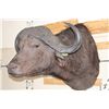 Image 2 : CAPE BUFFALO Shoulder Mount