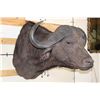 Image 3 : CAPE BUFFALO Shoulder Mount