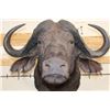 Image 5 : CAPE BUFFALO Shoulder Mount