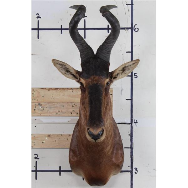 RED HARTEBEEST Shoulder Mount