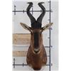 Image 1 : RED HARTEBEEST Shoulder Mount
