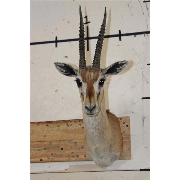 THOMSON'S GAZELLE Shoulder Mount