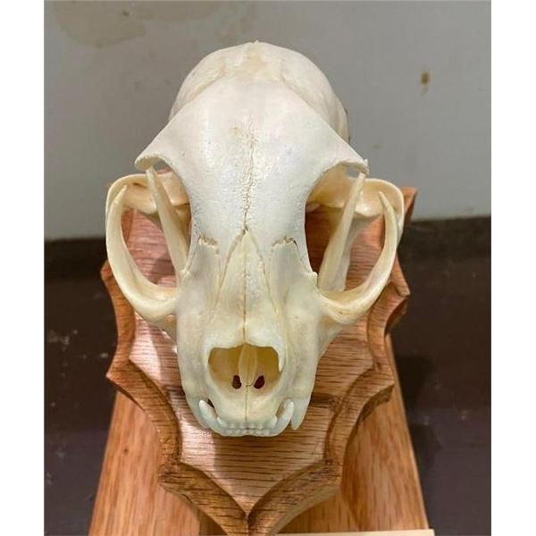 XL ALASKAN LYNX Skull with All its Teeth on an Oak Wood Pedestal Display