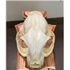 Image 4 : XL ALASKAN LYNX Skull with All its Teeth on an Oak Wood Pedestal Display