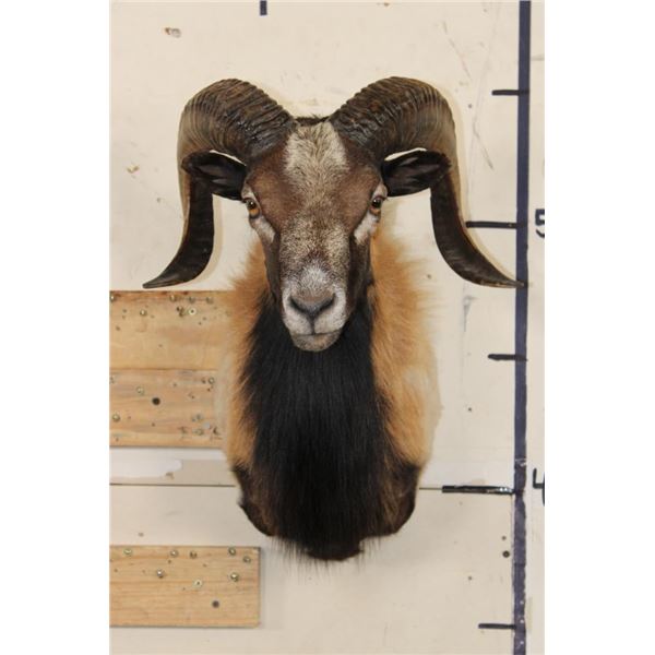 CORSICAN RAM Shoulder Mount