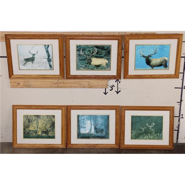 (6) Wildlife Photo Prints with matching Frames (ONE$)