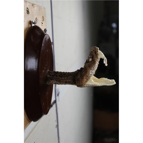 BIG Mounted Western Diamondback RATTLESNAKE Head with 3 Fangs