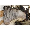 Image 11 : WHITE BEARDED GNU Shoulder Mount