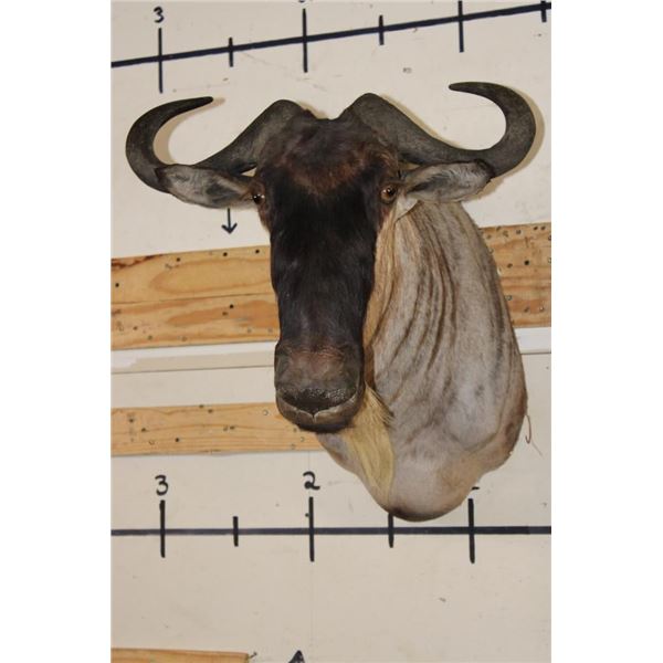 WHITE BEARDED GNU Shoulder Mount