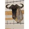 Image 1 : WHITE BEARDED GNU Shoulder Mount