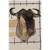 Image 2 : WHITE BEARDED GNU Shoulder Mount