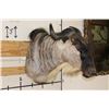 Image 3 : WHITE BEARDED GNU Shoulder Mount