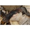 Image 5 : WHITE BEARDED GNU Shoulder Mount