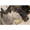 Image 7 : WHITE BEARDED GNU Shoulder Mount