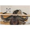 Image 8 : WHITE BEARDED GNU Shoulder Mount