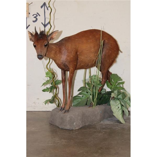 Life-sized RED DUIKER on a simulated Rock and Plant Base