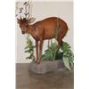 Image 1 : Life-sized RED DUIKER on a simulated Rock and Plant Base