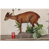 Image 2 : Life-sized RED DUIKER on a simulated Rock and Plant Base