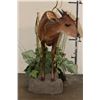 Image 5 : Life-sized RED DUIKER on a simulated Rock and Plant Base