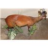 Image 7 : Life-sized RED DUIKER on a simulated Rock and Plant Base