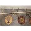 Image 10 : (4) Mounted WHITETAIL DEER Antler Racks on Wooden Plaques (ONE$)