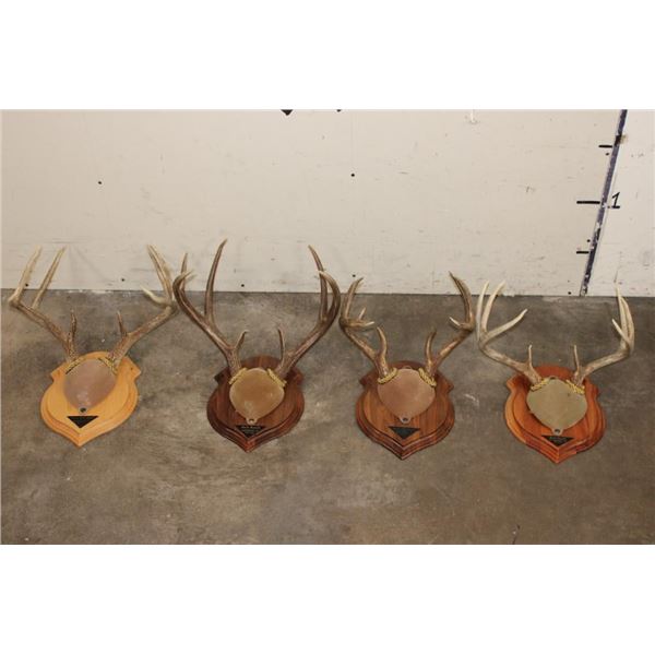 (4) Mounted WHITETAIL DEER Antler Racks on Wooden Plaques (ONE$)
