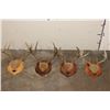 Image 1 : (4) Mounted WHITETAIL DEER Antler Racks on Wooden Plaques (ONE$)