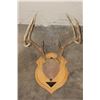 Image 2 : (4) Mounted WHITETAIL DEER Antler Racks on Wooden Plaques (ONE$)