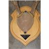Image 3 : (4) Mounted WHITETAIL DEER Antler Racks on Wooden Plaques (ONE$)