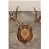 Image 4 : (4) Mounted WHITETAIL DEER Antler Racks on Wooden Plaques (ONE$)