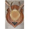 Image 5 : (4) Mounted WHITETAIL DEER Antler Racks on Wooden Plaques (ONE$)