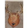 Image 6 : (4) Mounted WHITETAIL DEER Antler Racks on Wooden Plaques (ONE$)