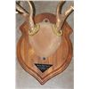Image 7 : (4) Mounted WHITETAIL DEER Antler Racks on Wooden Plaques (ONE$)