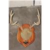 Image 8 : (4) Mounted WHITETAIL DEER Antler Racks on Wooden Plaques (ONE$)