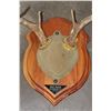 Image 9 : (4) Mounted WHITETAIL DEER Antler Racks on Wooden Plaques (ONE$)